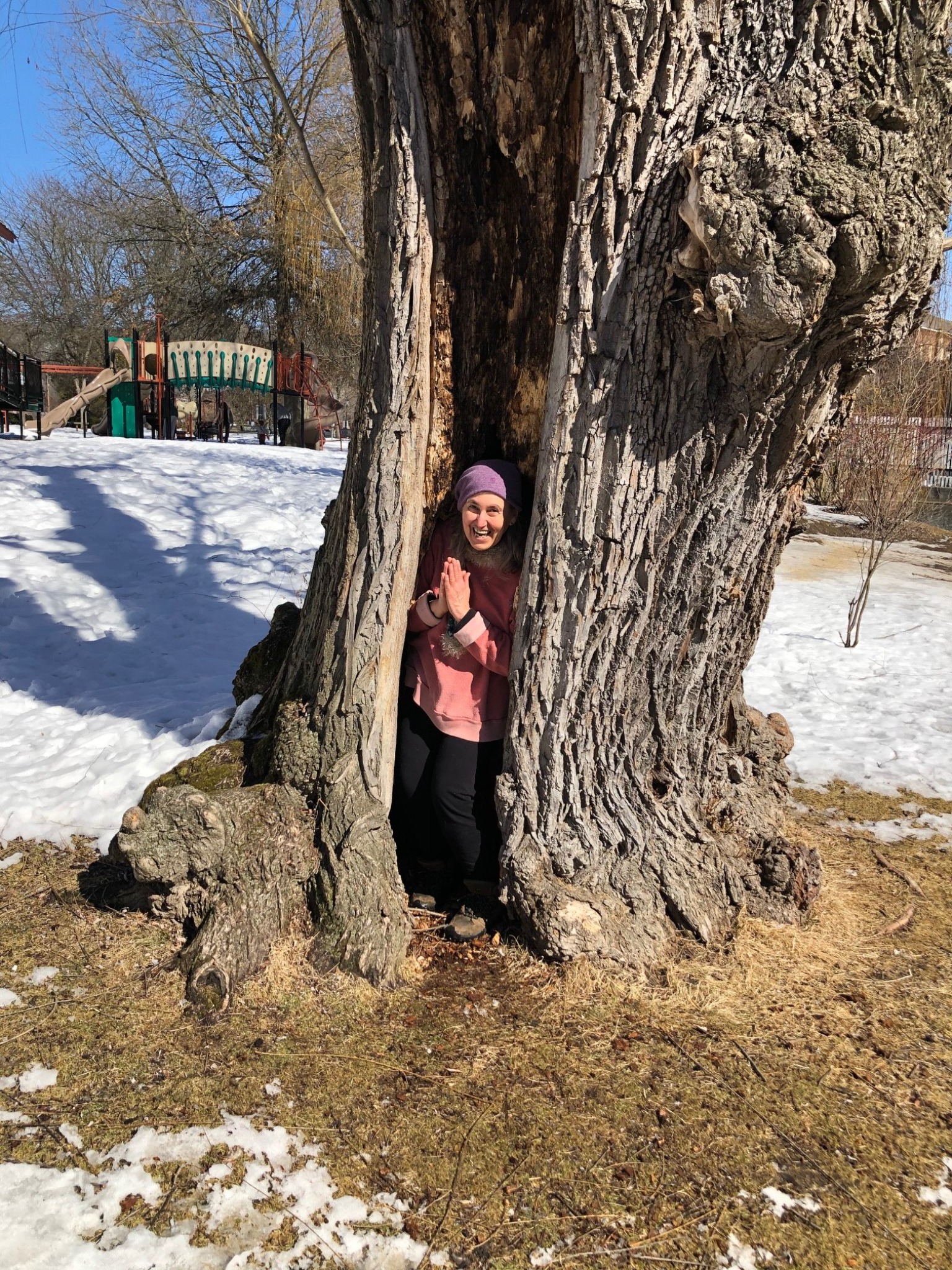 Person standing inside the hollow of a tree trunk in a snowy park